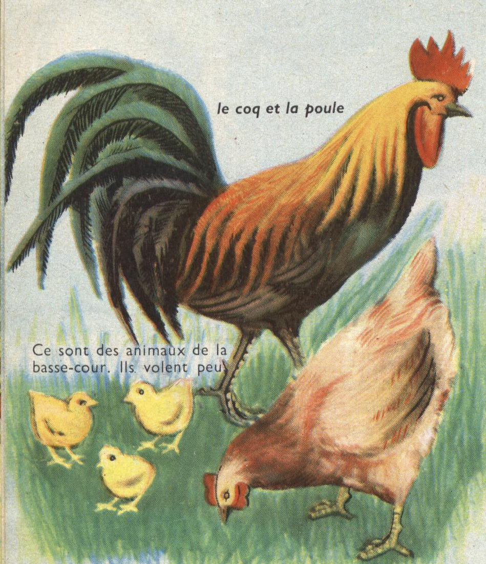 coq-poule